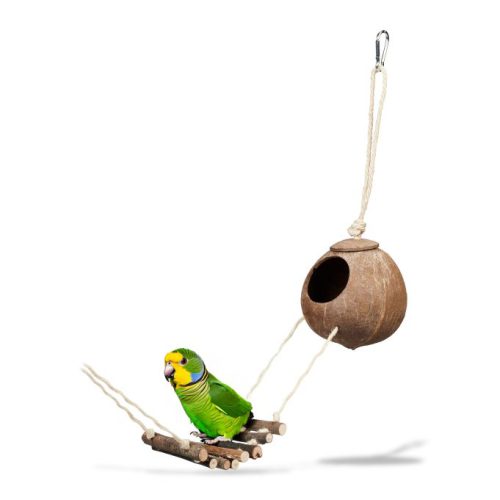 Fågel lek kokosnöt och trästege